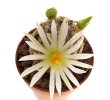 MAMMILLARIA hernadezii f. white flower
