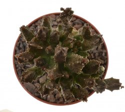 PSEUDOLITHOS mccoyi, illustrative photo