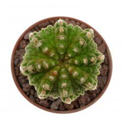 AZTEKIUM ritteri f. intercostatum GCG 10888, illustrative photo