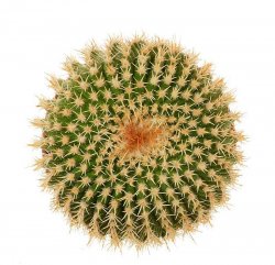 UEBELMANNIA GUMMIFERA, illustrative photo