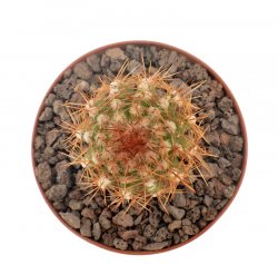 PIERREBRAUNIA BAHIENSIS, illustrative photo