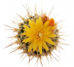 UEBELMANNIA MENINENSIS, illustrative photo