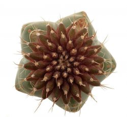 UEBELMANNIA MENINENSIS VAR. RUBRA, illustrative photo