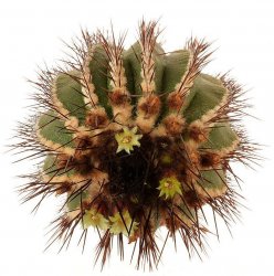 UEBELMANNIA PECTINIFERA VAR. PSEUDOPECTINERA,ILUSTRATIVE PHOTO