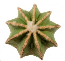 AZTEKIUM HINTONII, illustrative photo