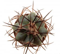 ECHINOCACTUS HORIZONTHALONIUS VAR. DIABOLICUS (HORIZONTHALONIUS X PLATYACANTHUS, NATURE HYBRID), ill