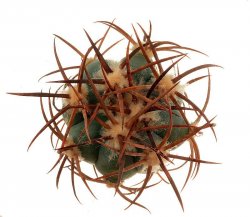 ECHINOCACTUS HORIZONTHALONIUS VAR. NICHOLII, VEKOL MTS., PINAL CO., illustrative photo