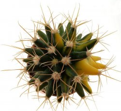 FEROBERGIA CV. F. VARIEGATE, illustrative photo