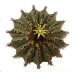 UEBELMANNIA PECTINIFERA VAR. MULTICOSTATA, illustrative photo