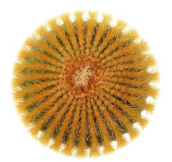 UEBELMANNIA PECTINIFERA VAR. ERIOCACTOIDES, illustrative photo