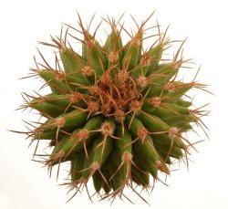 UEBELMANNIA BUININGII F. GREEN RNK 55, illustrative photo