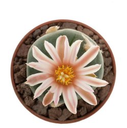 LOPHOPHORA ALBERTO-VOJTECHII VM 758, illustrative photo