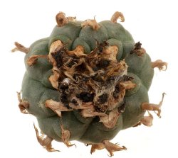 LOPHOPHORA WILLIAMSII, illustrative photo