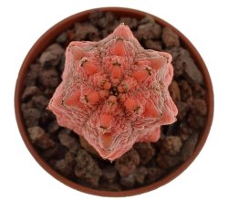 EUPHORBIA abdelkurii cv. Damask, illustrative photo