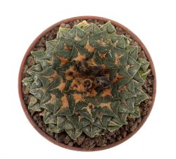 ARIOCARPUS kotschoubeyanus, illustrative photo