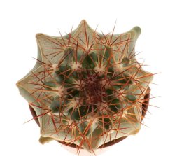 FEROCACTUS lindsayi GM 1310, El Jaraguay, BC, illustrative photo