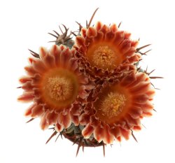 GLANDULICACTUS uncinatus var. wrightii f. brevispinus ex Česal, illustrative photo