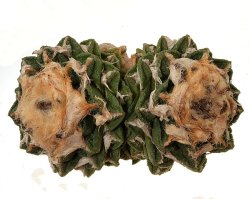 ARIOCARPUS fissuratus var. hintonii, illustrative photo