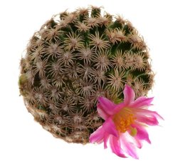 MAMMILLARIA hernadezii, illustrative photo