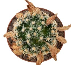 MAMMILLARIA roczekii, illustrative photo