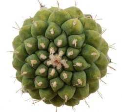 STROMBOCACTUS disciformis ssp. esperanzae x TURBINICARPUS alonsoii, illustrative photo