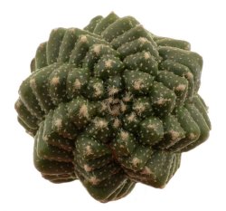 ASTROPHYTUM asterias cv. Kitskukow, illustrative photo