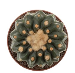 NOTOCACTUS calvescens STU 15, illustrative photo