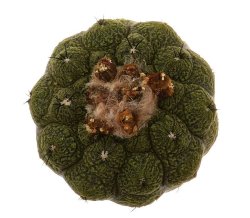 COPIAPOA hypogea cv. Lizard skin, illustrative photo