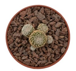 COPIAPOA laui, illustrative photo