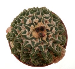 ARIOCARPUS kotschoubeyanus var. elephantides, illustrative photo