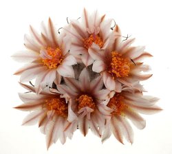 TURBINICARPUS schmiedickeanus ssp. sanchezi-mejoradae VM 721, illustrative photo