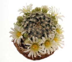 MAMMILLARIA roemeri, illustrative photo