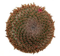 MAMMILLARIA crucigera, illustrative photo