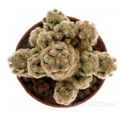 MAMMILLARIA theresae, illustrative photo