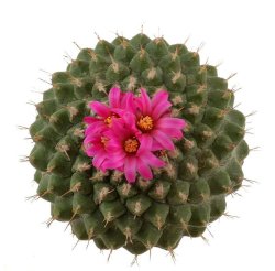 STROMBOCACTUS disciformis ssp. esperanzae (pulcherrimus) VM 291, Xichu, illustrative photo