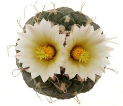 STROMBOCACTUS disciformis var. minimus (ssp. jarmilae) VM 207, Peña Miller, illustrative photo