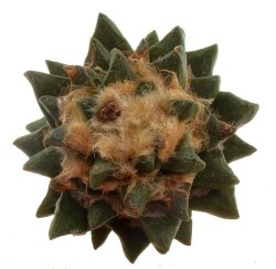 ARIOCARPUS scapharostrus, illustrative photo