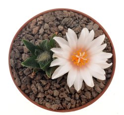 ARIOCARPUS bravoanus VM 288, f. white flower, illustrative photo