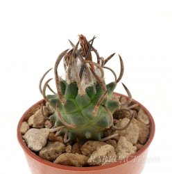 TURBINICARPUS schmiedickeanus RS 748, illustrative photo