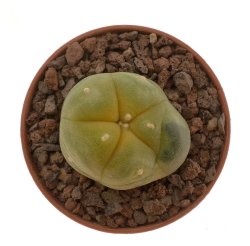 LOPHOPHORA williamsii var. grimii f. variegate, illustrative photo