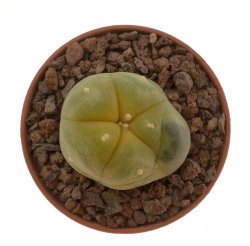 LOPHOPHORA williamsii var. grimii f. variegate, illustrative photo