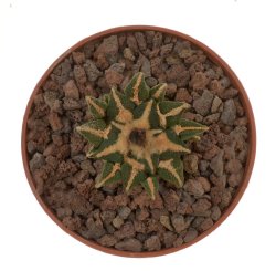 ARIOCARPUS kotschoubeyanus RS 273, illustrative photo