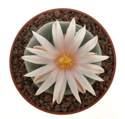 LOPHOPHORA diffusa var. koehresii,