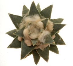 ARIOCARPUS retusus var. pullchelus PP 1444, illustrative photo