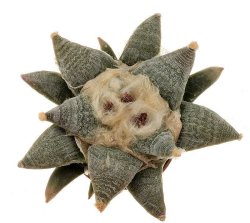 ARIOCARPUS retusus SB 68, Coronel, SLP., Mex., illustrative photo