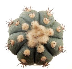 ECHINOCACTUS horizonthalonius, illustrative photo