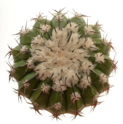 DISCOCACTUS placentiformis aff. RNK 108, illustrative photo