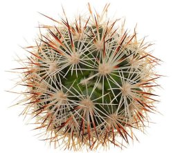 CORYPHANTHA alversonii, illustrative photo