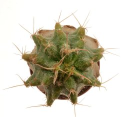 ASTROPHYTUM caput - medusae + Ferocactus glaucescens, chimera, clone S1, illustrative photo