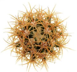 FEROCACTUS johnstonianus L1214, illustrative photo